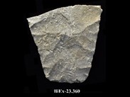 Fragment of beige chipped stone, with straight base, diverging edges, and retouching. The number BiEx-23.360 is inscribed on the bottom.