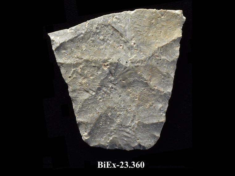 Fragment of beige chipped stone, with straight base, diverging edges, and retouching. The number BiEx-23.360 is inscribed on the bottom.